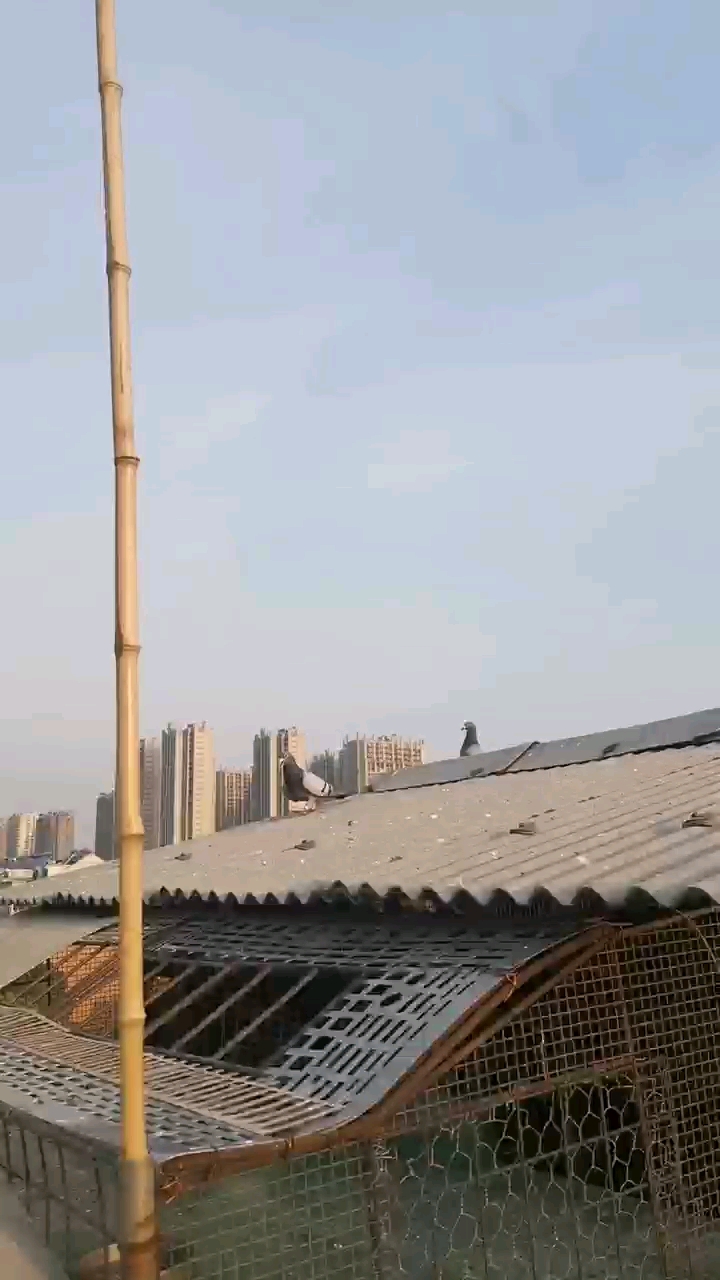 ����8����ǧ����鳲�� 13����������