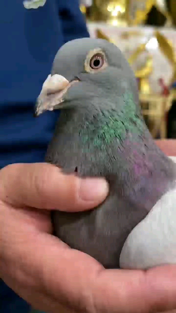 �Ϻ�������������һ��ھ���