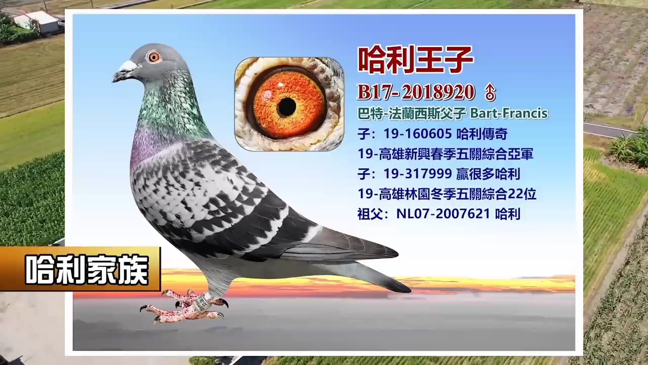 ��ò̴�����᣺��֧Ӯ����������ϵ����