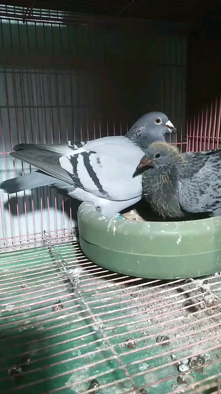 2013��ƽ���ĸ ����������������