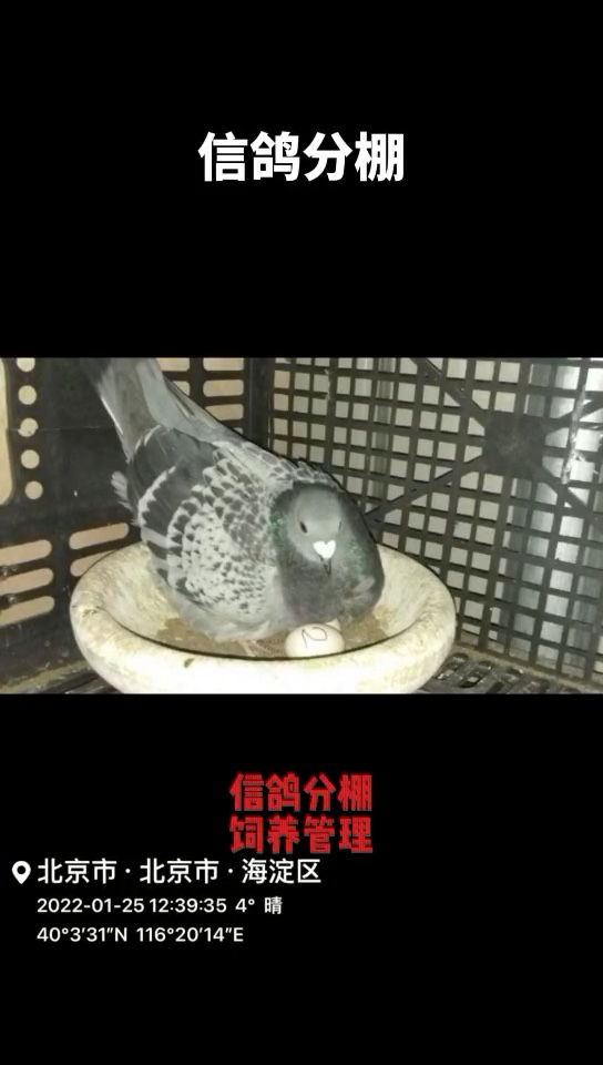 经验视频：信鸽分棚饲养管理分