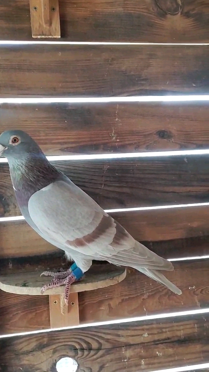 ��ɫ��� ���幫����������