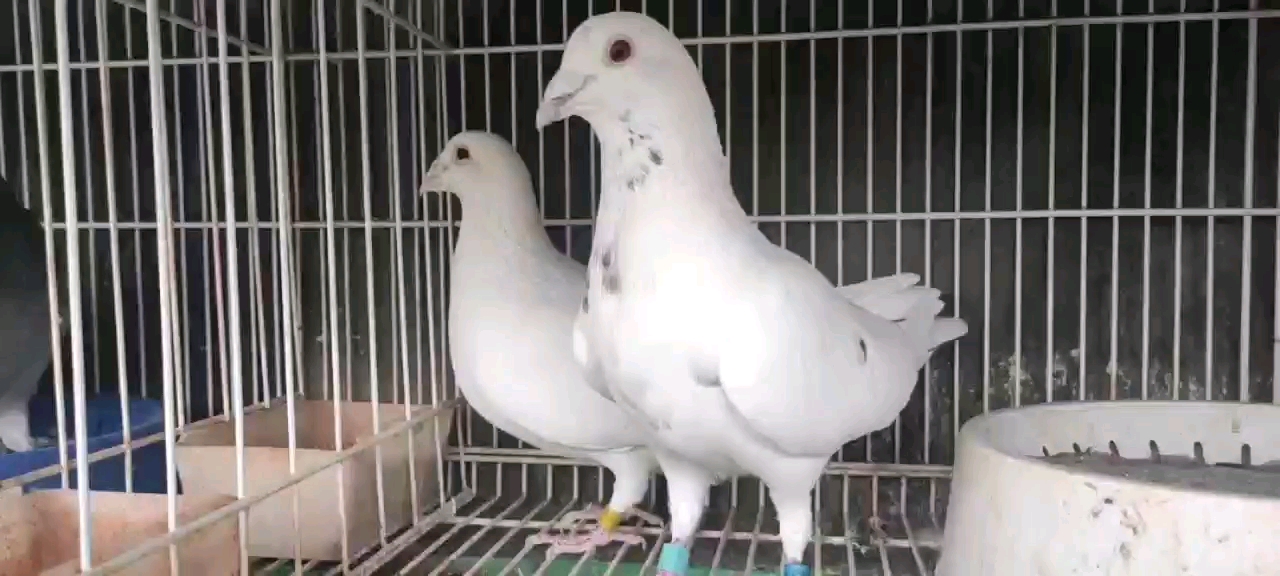 ʵս�־߹����Ե�������ϣ���ɫ���