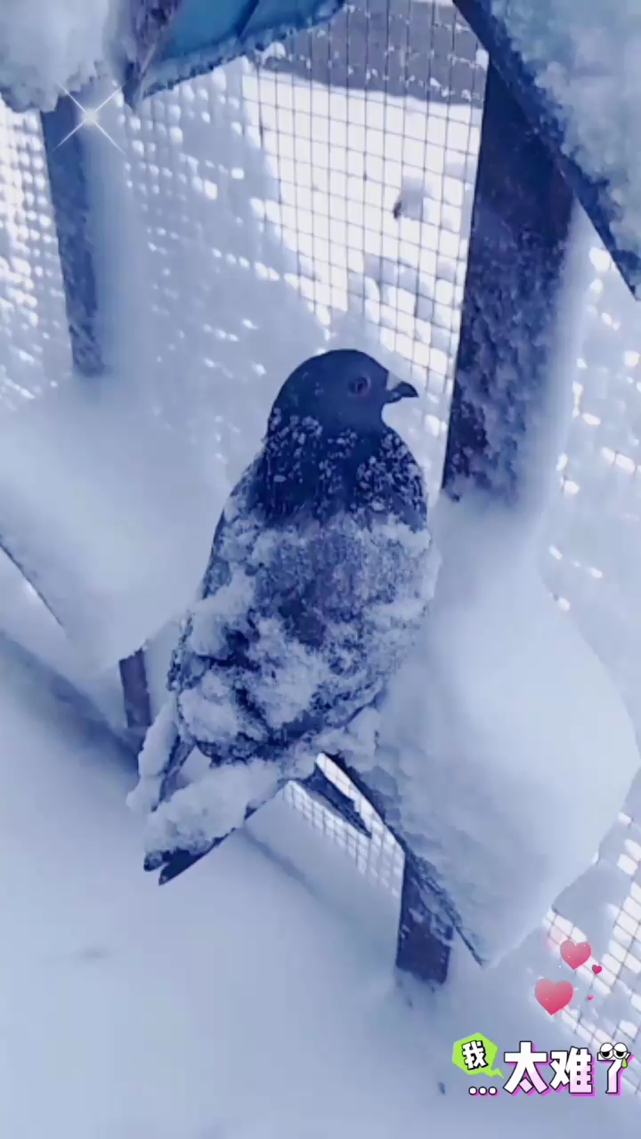 �������������©