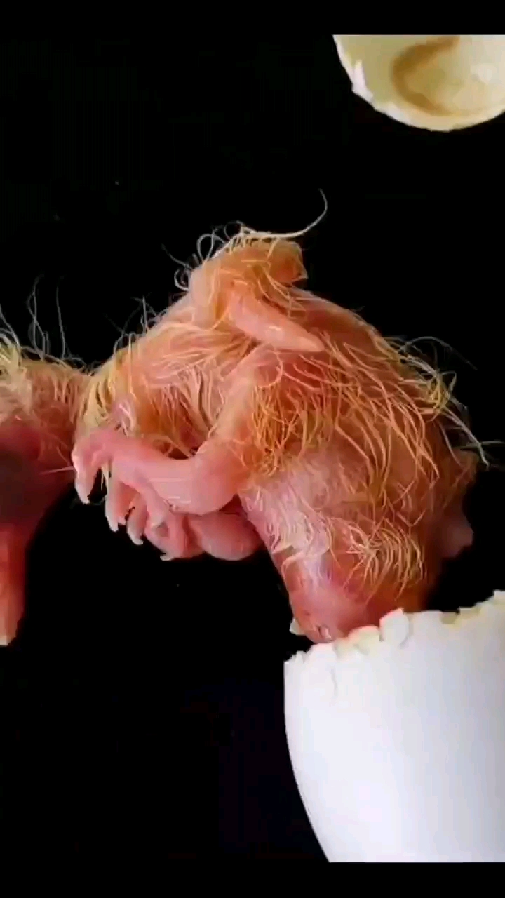 �Ӹ뵰��С������ 18����Ƶ��¼