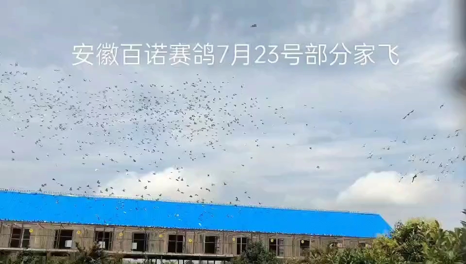 安徽百诺赛鸽7月23日部分家飞