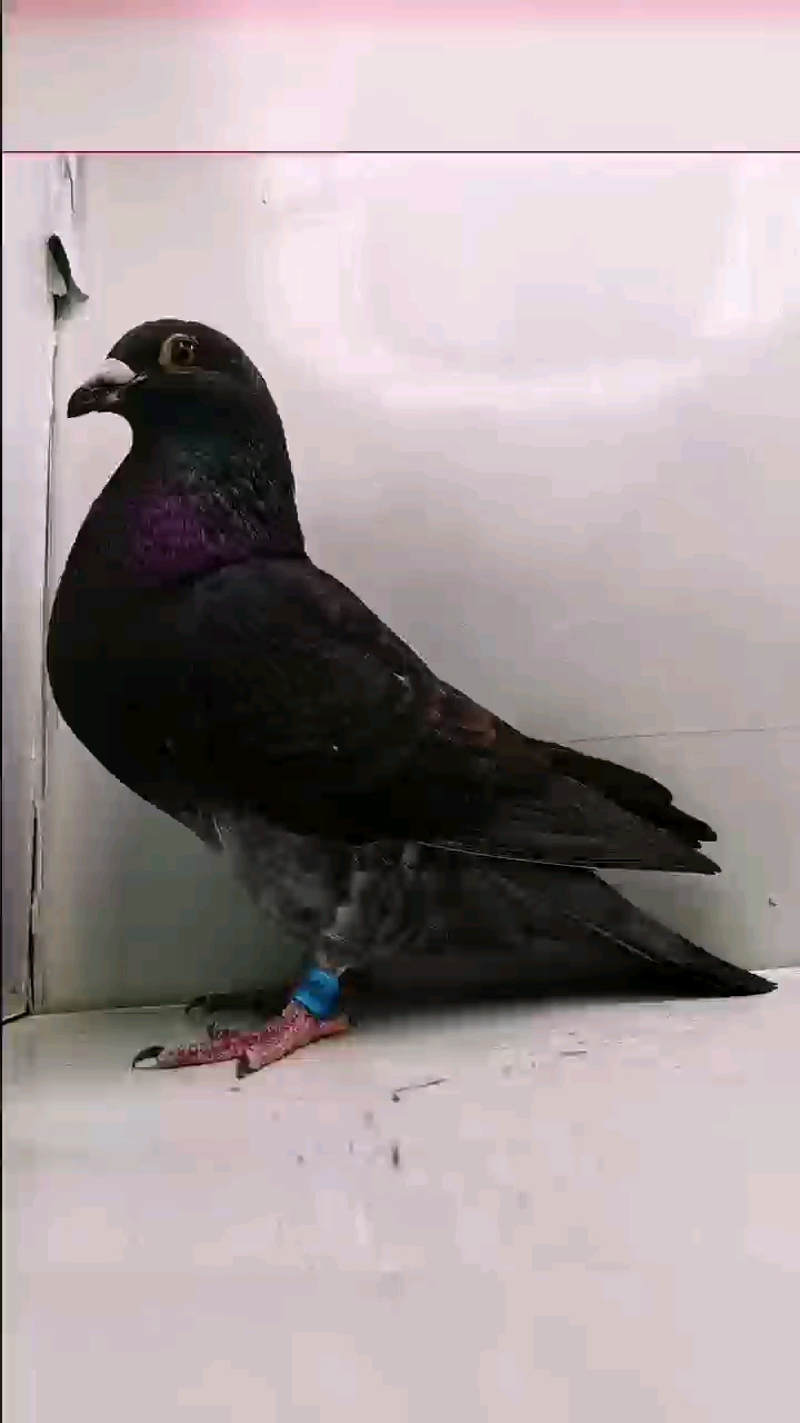 ���б��ظ룺С��ë��Ѫ��