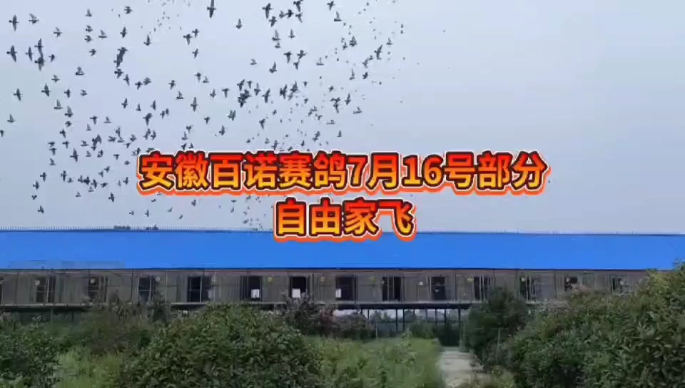 安徽百诺赛鸽中心7月16日部分赛鸽自由家飞