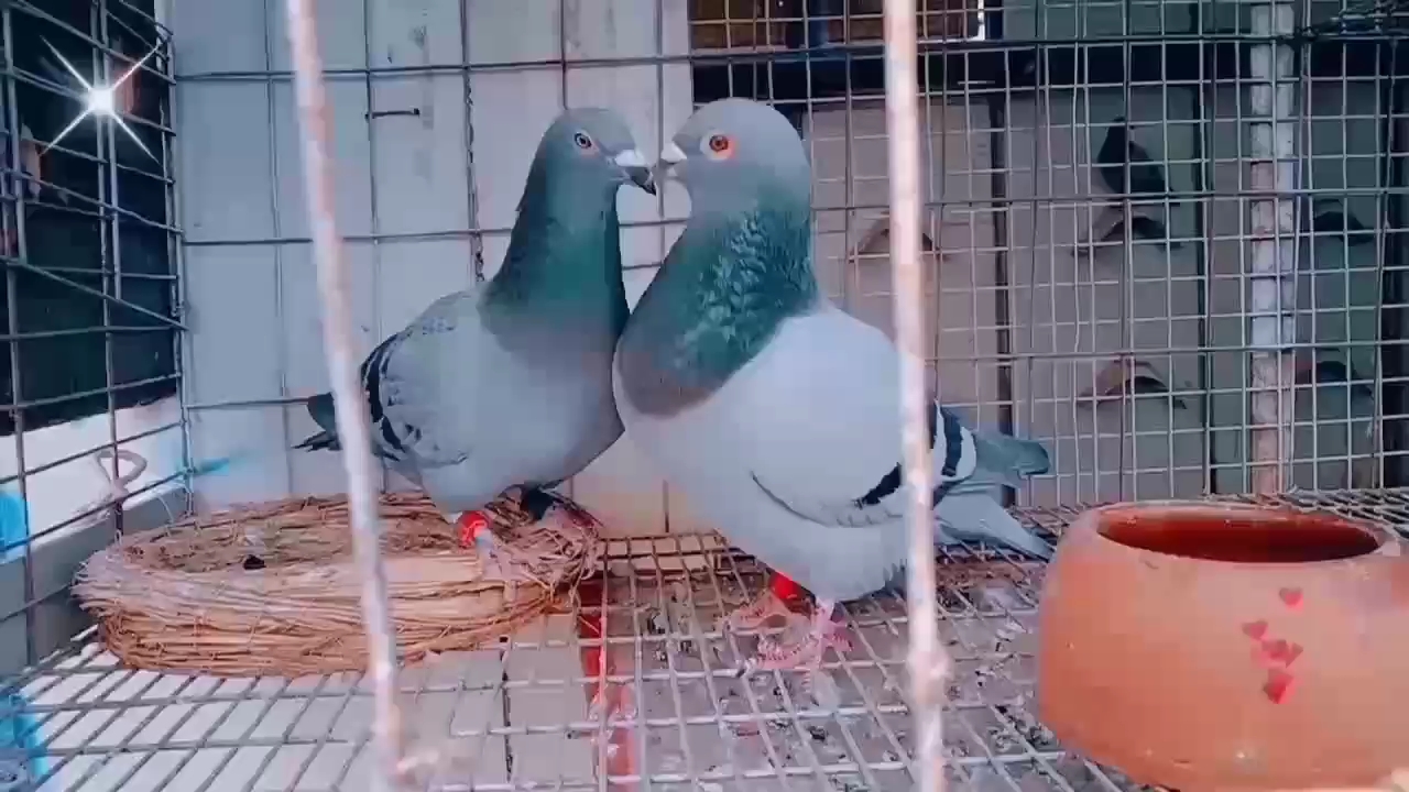 һ����䣺�������������