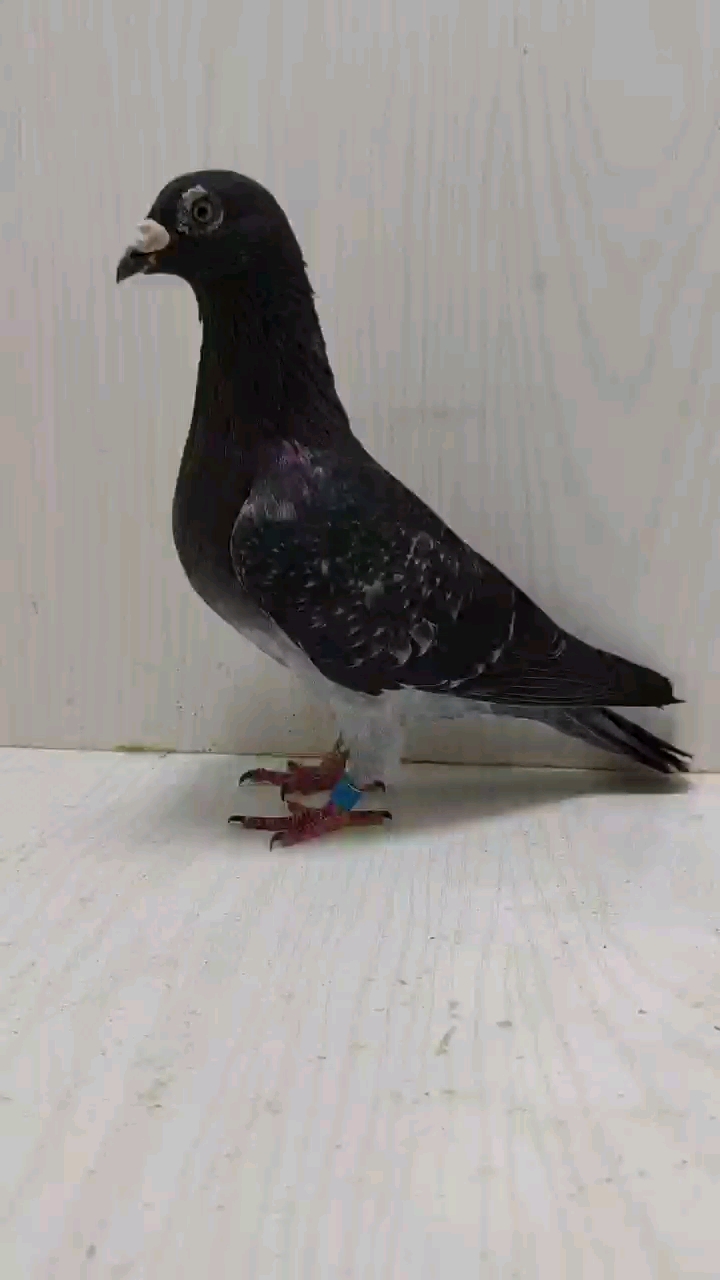 超远程老国血吴淞雄鹰-扬州龙缘鸽舍-中信网各地鸽舍